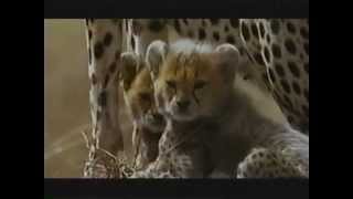 Guepardos Astucia Ganadora - Discovery Channel 1996