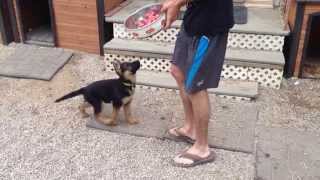 German Shepherd breeder turning heads in Hyannis