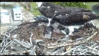 Dunrovin Fed 4th Fish at 5:20 PM Nest time  Video 2013 06 03 164236