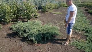 Можжевельник чешуйчатый "Blue Carpet" | Plante.md
