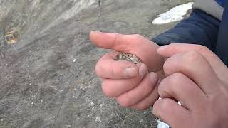 18+ ( тут иногда матерятся)Ловля певчих птиц конец сезона