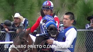 Tercia El Pajaro Prieto  3 16 19