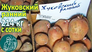Жуковский ранний в жарком климате от посадки до урожая ???? Выращивание картофеля Опыт Гордеевых