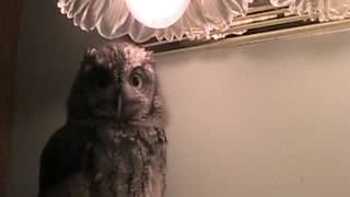 Einstein Screech Owl, One Smart Bird - Nature's Nursery