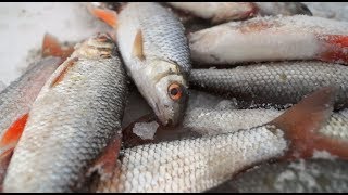 Ловля плотвы на мормышку Какая прикормка лучше работает Подводные съемки