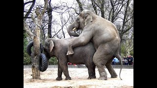 Elephants Mating and Breeding