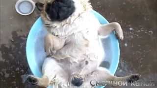 ЛУЧШИЕ ПРИКОЛЫ #11