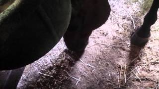 Real barn tour (merry mount)