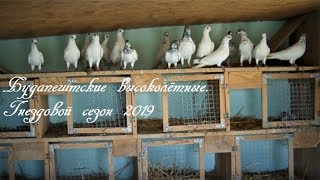 Будапештские высоколётные. Гнездовой сезон 2019