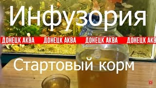 как развести Инфузорию. инфузория стартовый корм. корма для, Aquarium fish, Futter für Zierfische