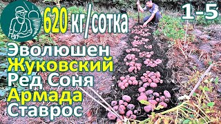 ???? Сбор урожая 26 сортов картофеля в жарком климате: Жуковский, Ставрос, Ред Соня, Армада, Эволюшен