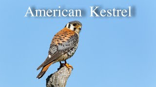 American Kestrel