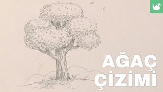 Ağaç Nasıl Çizilir?