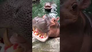 Taylor Swift Themed Enrichment makes Cincinnati Zoo Hippos Happy #shorts