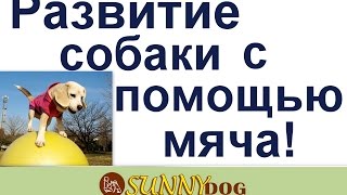 развитие собаки   или что мы делем с мячами