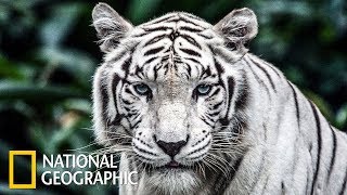Болотные тигры (National Geographic)