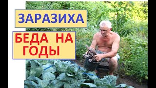 НЕ совершайте этой ошибки с ЗАРАЗИХОЙ. НЕ всё красивое полезно !