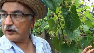 459 ) – COMO E QUANDO SE FAZ ENXERTIA VERDE NAS VIDEIRAS – SP SP