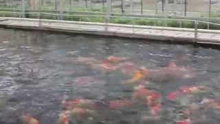 Dongfang koi farm