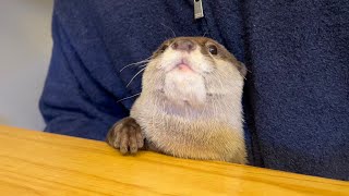 無許可で食卓に登ったので注意を受けるカワウソ Otter receives a warning for climbing on the table without permission