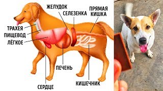 10 Обычных Продуктов, Способных Навредить Вашей Собаке