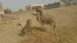 Awosome donkey horse mating first time 2 || mating founders