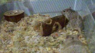 gerbils mating
