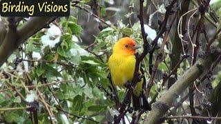 Snowy morning at Mary Jo's - Birds of Ash Canyon Arizona