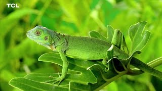 PHẢI LÒNG CON GÁI BẾN TRE 4K Ultra HD