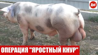 ОПЕРАЦИЯ "ЯРОСТНЫЙ КНУР"