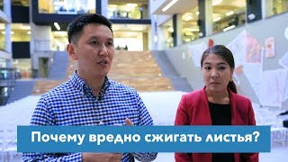Почему вредно сжигать листья?