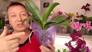 ИНДИВИДУАЛЬНЫЙ ПОЛИВ ОРХИДЕИ и открытые корни орхидей до начала роста и пересадки