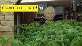 Обзор огорода, погоды, рассады 18 марта. Рассада томатов выживает нас из дома!Ольга Чернова