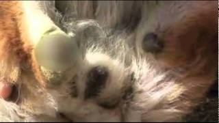 Worst ANIMAL ABUSE