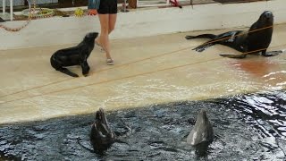 Дельфины и морские котики в дельфинарии 8, игры на воде ➨ Dolphins and seals, water games