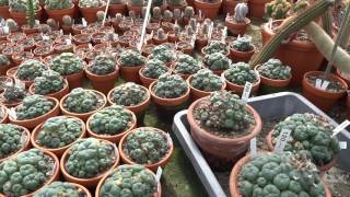 Kaktus Chilbi Kakteen Gautschi Schafisheim 10.07.2016 (1)