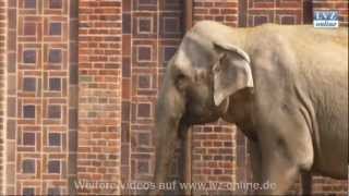 Zoo Leipzig:  Wann kommt das Elefantenbaby zur Welt?