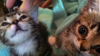 Kitten BUB's First Week Home