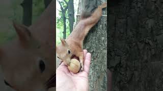 Белка и грецкий орех / Squirrel and walnut