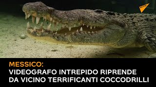 Messico: videografo intrepido riprende da vicino terrificanti coccodrilli