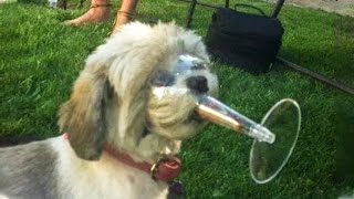 ???? Dogs And ???? Cats In Funny Situations - Try Not To Laugh ????