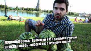 Миша Маслов. Как выбрать спелый арбуз!