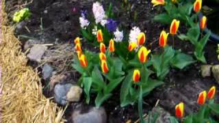 Делаем дорожки из тростника(камыша) .2 часть..Garden.Советы огородникам.