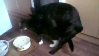 собака трахает кота