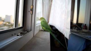 агрессивный ожереловый попугай(aggressive parrot)
