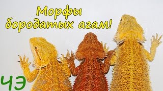 Морфы бородатых агам