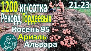 Рекордный урожай ???? Сбор урожая 26 сортов картофеля в жарком климате: Альвара, Ариэль, Косень 95