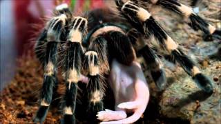 tarantula  kills mouse  (Acanthoscurria geniculata)