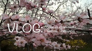 VLOG: КИТАЙЦЫ В ПИЖАМАХ? САКУРА В Shenyang'e