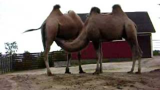 Gay Camels at the Helsinki zoo in Finland